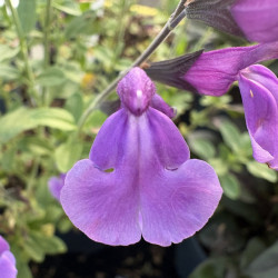 Salvia microphylla 'Carolus'