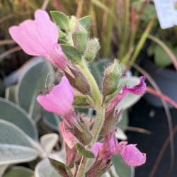 Teucrium chamaedrys 'Rose petit chêne'