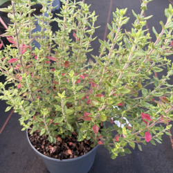 Teucrium chamaedrys 'Rose petit chêne'