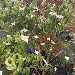 Cornus kousa ‘Beni Fuji’ - cornouiller du Japon