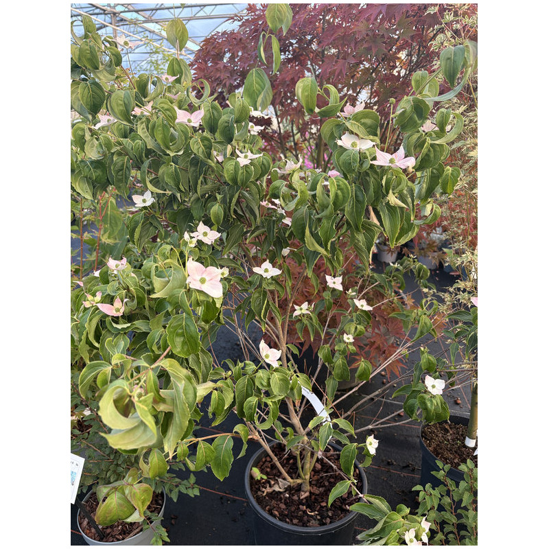 Cornus kousa ‘Beni Fuji’ - cornouiller du Japon