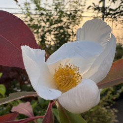 Gordlinia grandiflora
