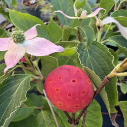 Cornus kousa ‘Beni Fuji’ - cornouiller du Japon