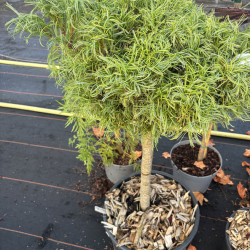 Pinus strobus 'Green curls' - Pin blanc d'Amérique