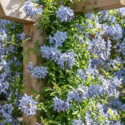 Solanum jasminoides 'Bleu' - Morelle faux-jasmin
