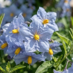 Solanum jasminoides 'Bleu' - Morelle faux-jasmin