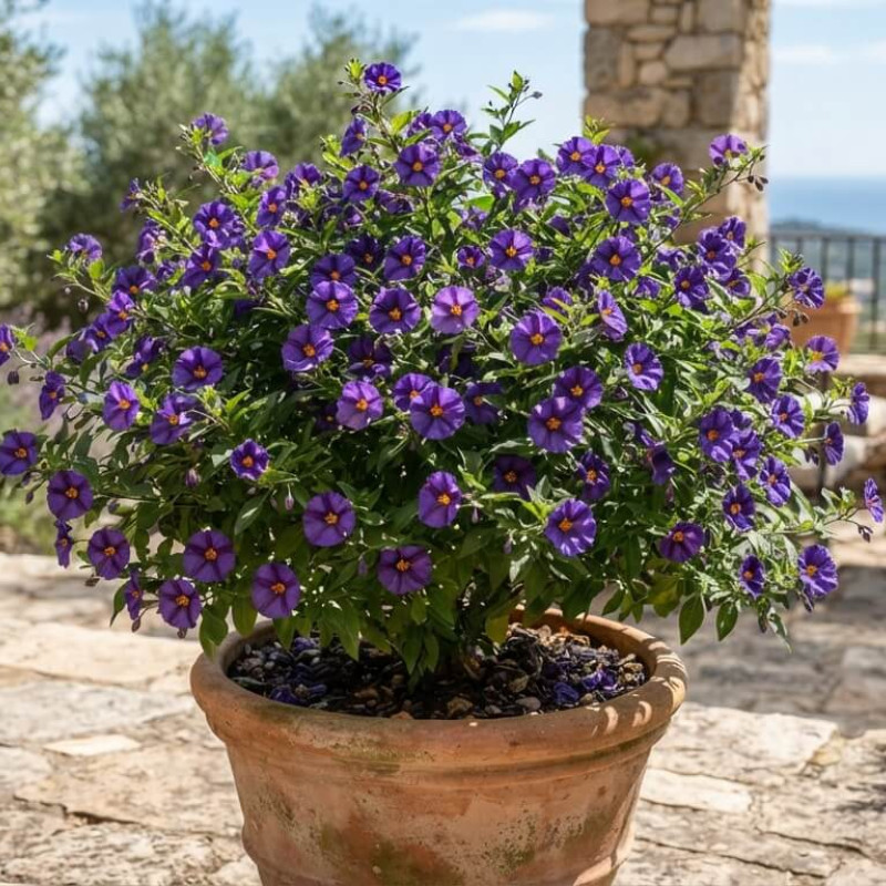Solanum rantonnetii - faux jasmin bleu