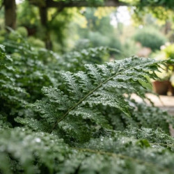 Nephrolepis exaltata 'Arctic Jungle' - Fougère de Boston