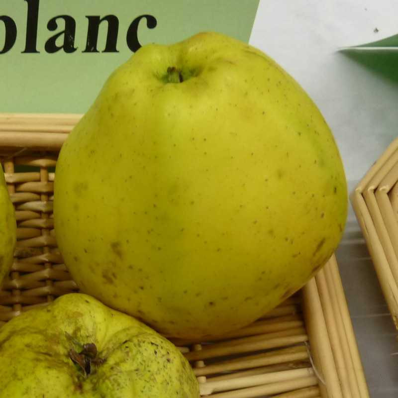 Malus domestica 'Calville blanc d'hiver'