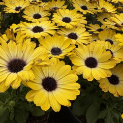 Osteospermum 'Besties Positive Yellow' ®