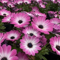 Osteospermum 'Besties Optimistic Pink' ®
