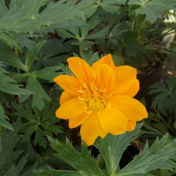 Trollius chinensis 'Golden Queen'