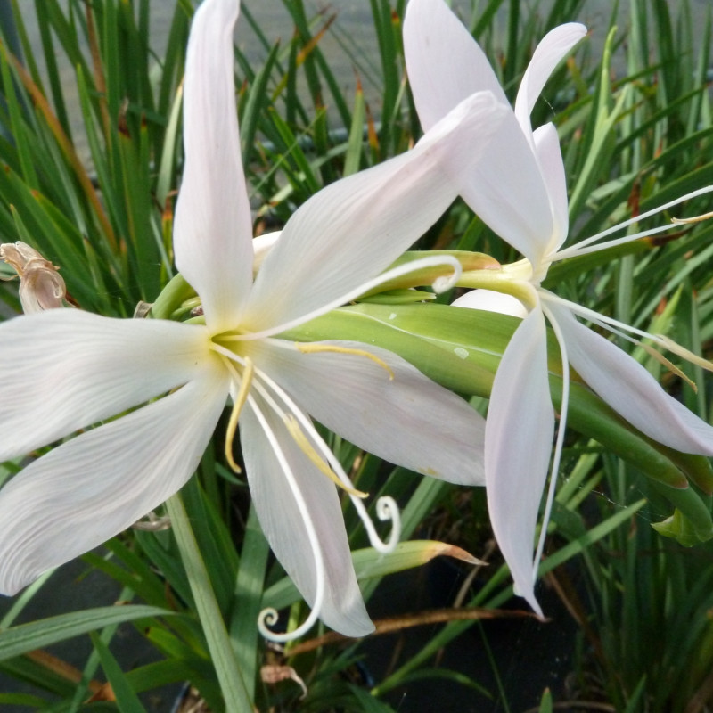 Schizostylis coccinea 'Alba'