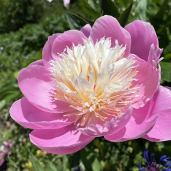 Paeonia x lactiflora 'Bowl of Beauty' - Pivoine de Chine