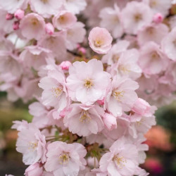 Prunus serrulata Sunset Boulevard - Cerisier du Japon