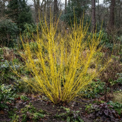 Cornus stolonifera 'Flaviramea' - Cornouiller à bois jaune