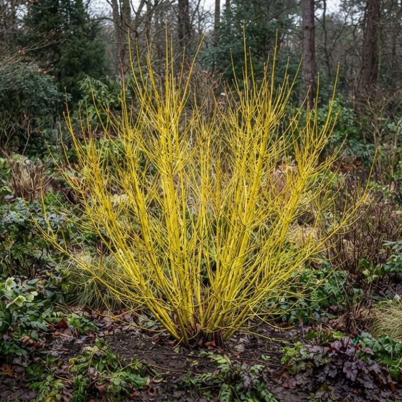 Cornus stolonifera 'Flaviramea' - Cornouiller à bois jaune