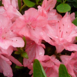 Azalea japonica 'Blaauw's Pink' - Azalée du japon