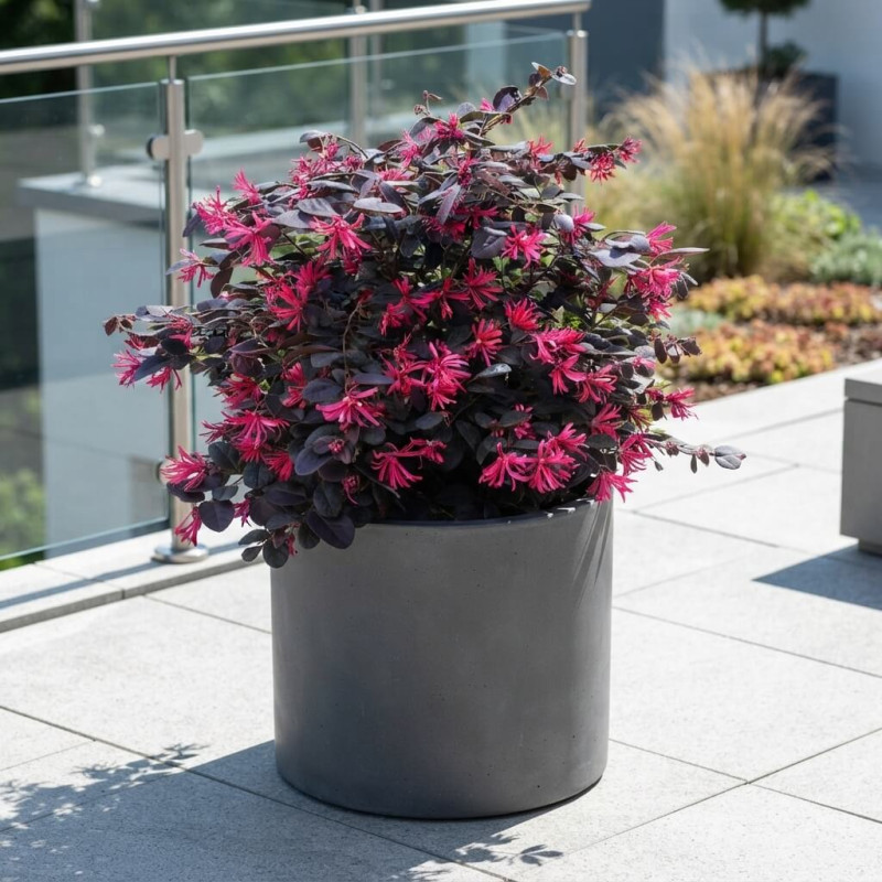 Loropetalum chinense 'Black Pearl' - Loropétale de Chine