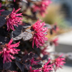 Loropetalum chinense 'Black Pearl' - Loropétale de Chine