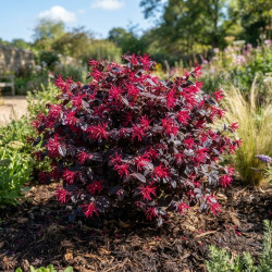 Loropetalum chinense 'Ever Red' ® - 'Chang Nian Hong'