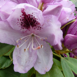 Rhododendron 'Blue Jay'
