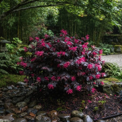Loropetalum chinense 'Piper's Fire' - Loropétale de Chine