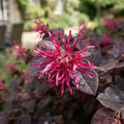Loropetalum chinense Pipa's Red - Loropétale de Chine