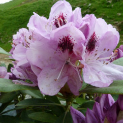 Rhododendron 'Blue Jay'