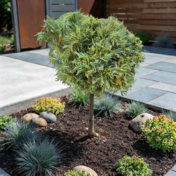 Pinus strobus 'Green curls' - Pin blanc d'Amérique