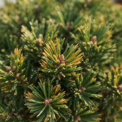 Pinus mugo 'Ophir' - Pin mugo nain