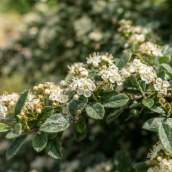 Cotoneaster glaucophyllus