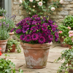 Osteospermum 'Besties Devotes Purple' ®