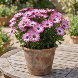 Osteospermum 'Besties Optimistic Pink' ®