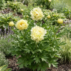 Paeonia itoh 'Oriental Gold' -  Pivoine de Chine