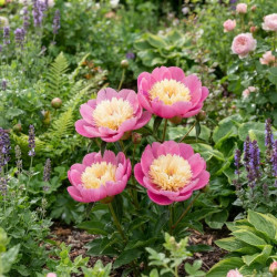 Paeonia x lactiflora 'Bowl of Beauty' - Pivoine de Chine