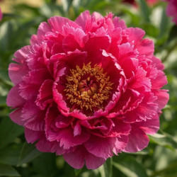Paeonia x lactiflora 'Karl Rosenfield'