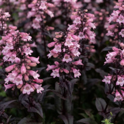 Penstemon 'Dakota Burgundy'