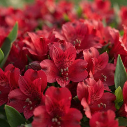 Alstroemeria 'Inticancha - Valetta' ® - Lys du Pérou