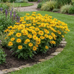 Heliopsis 'Sole d'Oro'