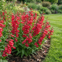 Penstemon 'Harlequin Red'