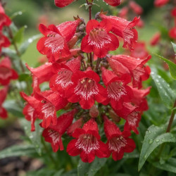 Penstemon 'Harlequin Red'