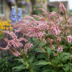 Persicaria amplexicaulis 'Pink Elephant'