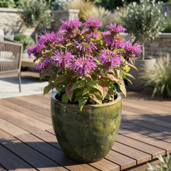 Monarda 'Balmy Lilac' - Bergamote vivace naine