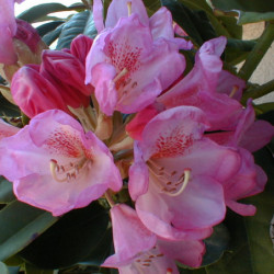 Rhododendron 'Eucharitis'