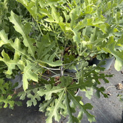 Cussonia paniculata subsp Sinuata