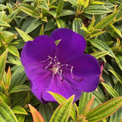 Tibouchina 'Groovy Baby'