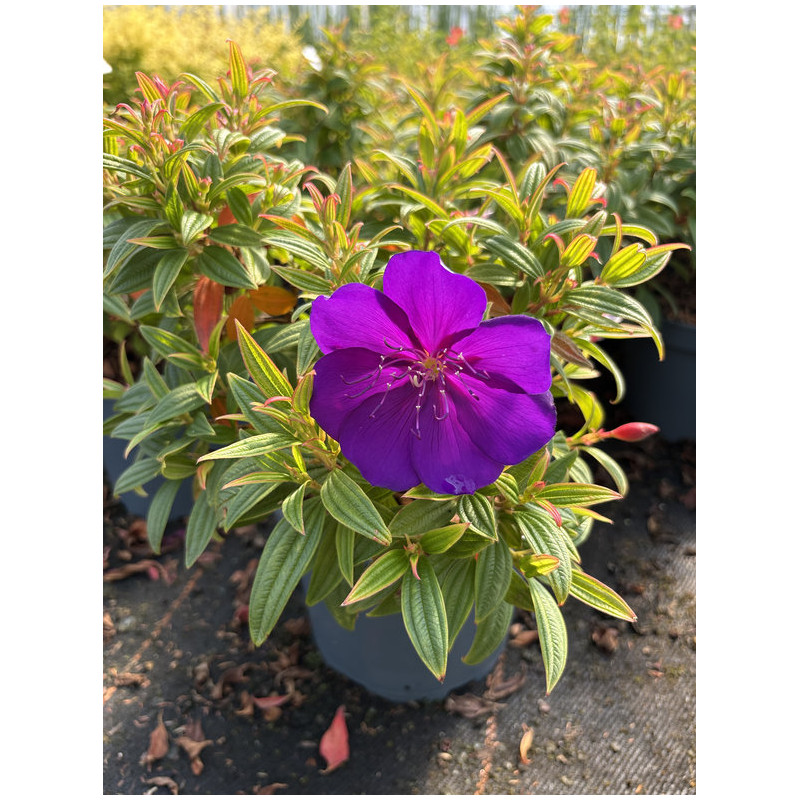 Tibouchina 'Groovy Baby'