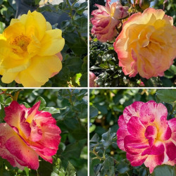 Rosa 'Françoise de Berville' ® - Rosier