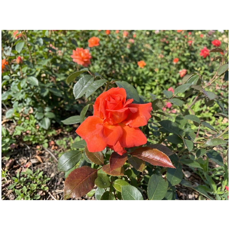 Rosa 'Anne Vanderlov' ® - Rosier